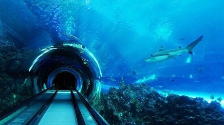 “涨知识”浅谈海洋馆维生系统 “涨知识”浅谈海洋馆维生系统